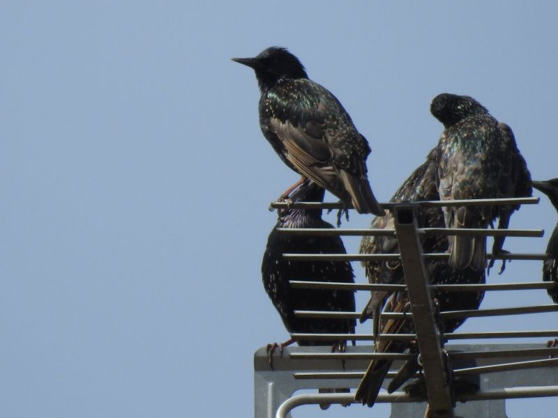 Bird Deterrent Installation