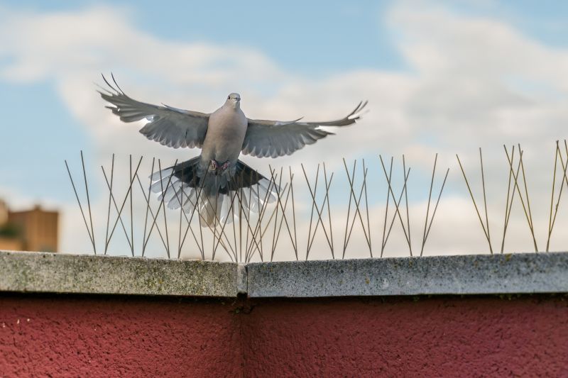 Bird Deterrent Installation