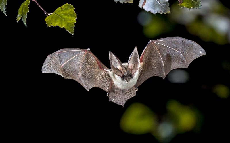 Health Risks Linked To Birds And Bats In Commercial Properties
