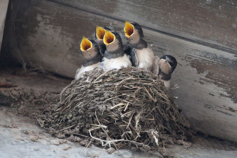 When Bird Nests Become A Structural And Health Concern For Homeowners