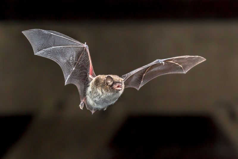 Why Professional Bird And Bat Pest Control Is Necessary